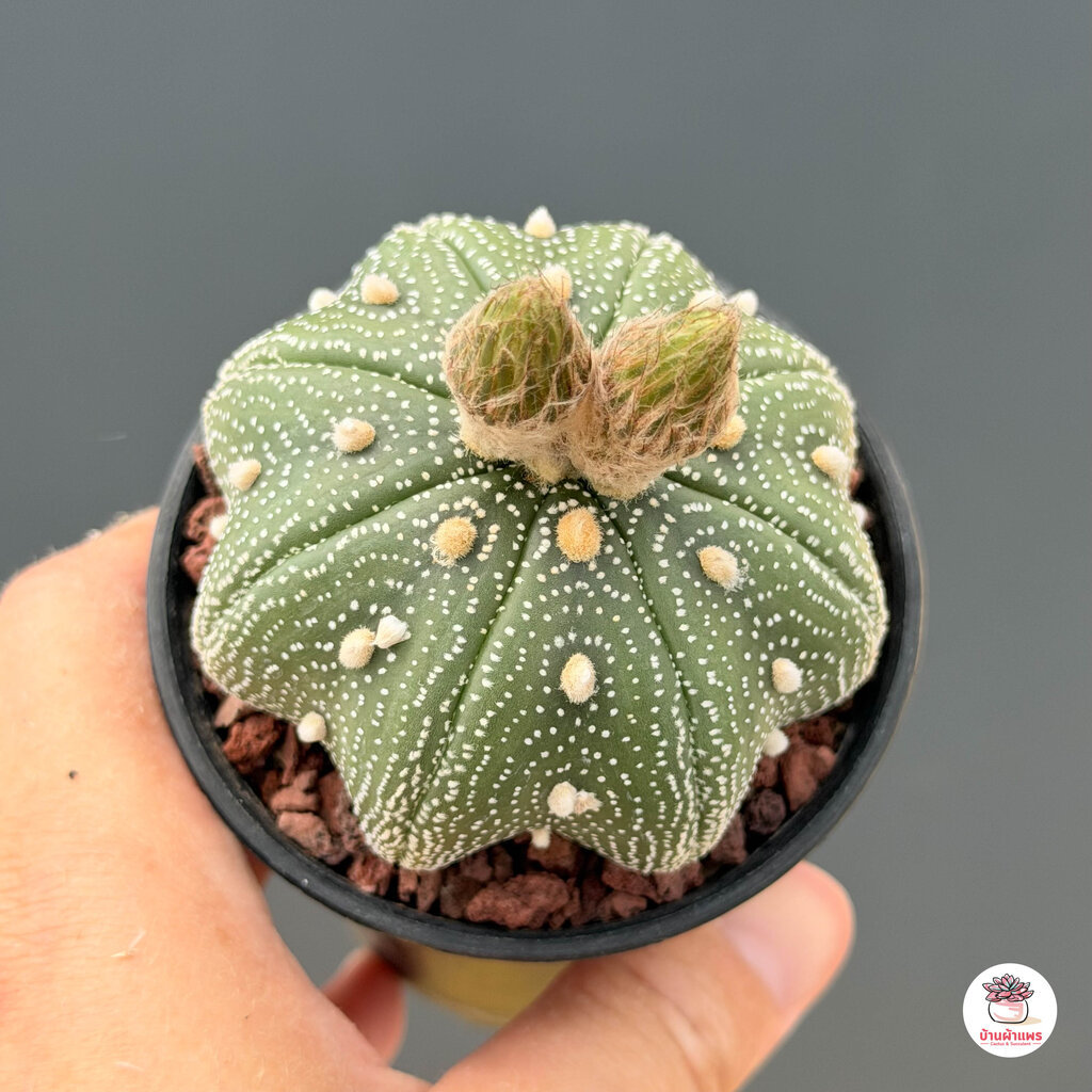 แอสโตรไฟตัม ทรงปลาดาว Astrophytum แคคตัส กระบองเพชร รูปที่ 4