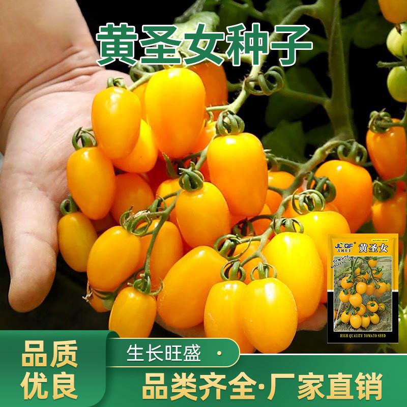 现货热卖黄色圣女果种子超甜小番茄樱桃番茄籽四季阳台盆栽农家菜园Yellow cherry tomato seeds, extra-sweet mini tomatoes, cherry tomatoe