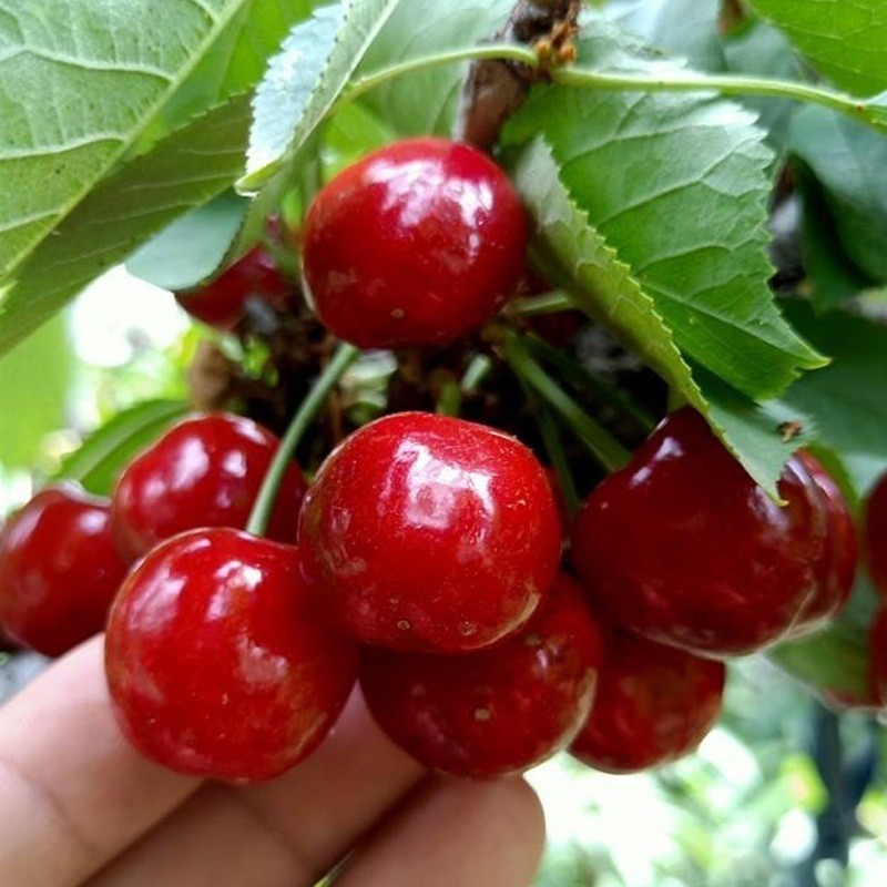 เมล็ดพันธุ์เชอร์รี่หวาน 10 เมล็ด | สร้างสวนเชอร์รี่ในฝัน ปลูกง่าย มีคู่มือช่วย รอเก็บผลสีแดงสดจากต้นได้ด้วยตัวเอง - รูปที่ 2