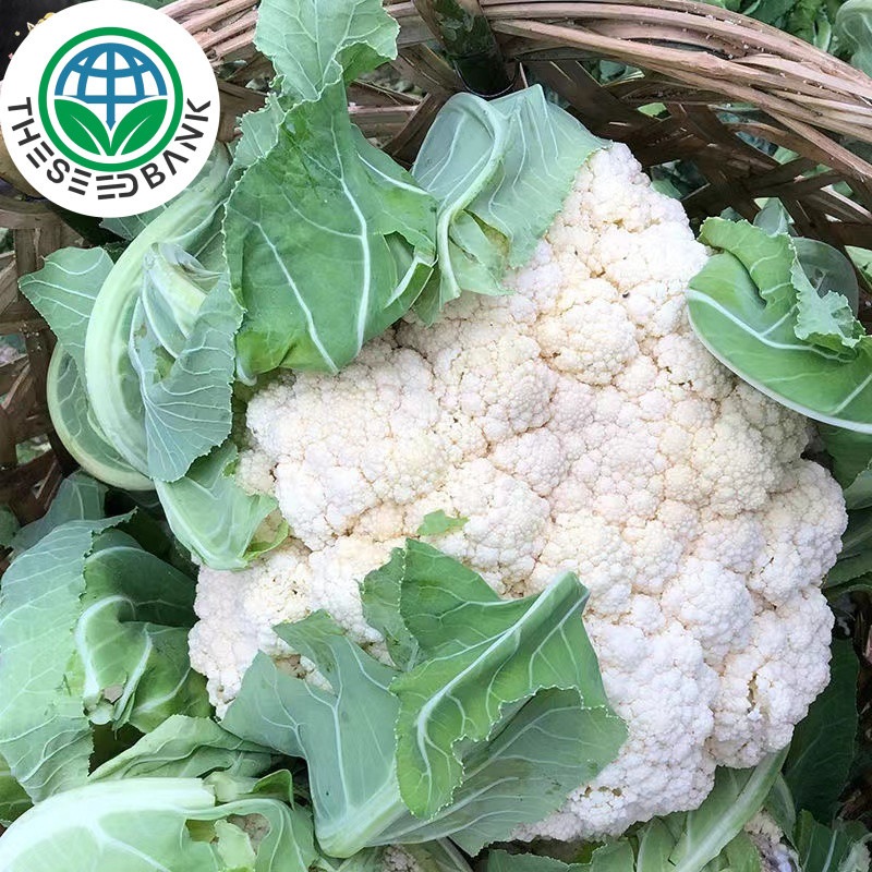 พืชผัก พืชหายาก 200 เมล็ด กะหล่ำดอก cauliflower seeds for planting สวนครัว - Seed Bank
