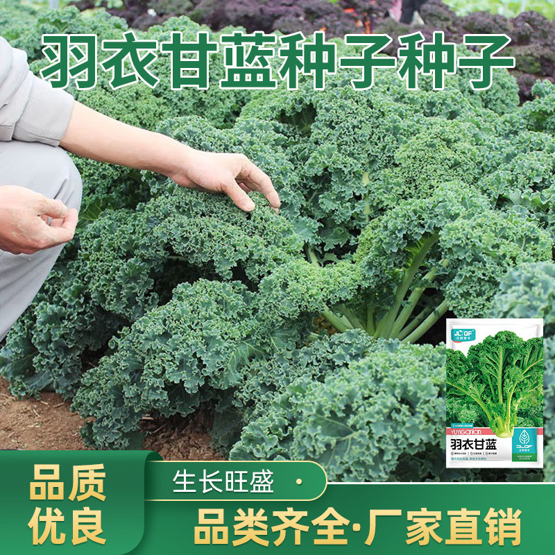 现货热卖食用皱叶羽衣甘蓝种子耐热甘蓝种籽春秋冬四季阳台盆栽蔬菜种子Edible curly kale seeds, heat-tolerant kale variety20260410