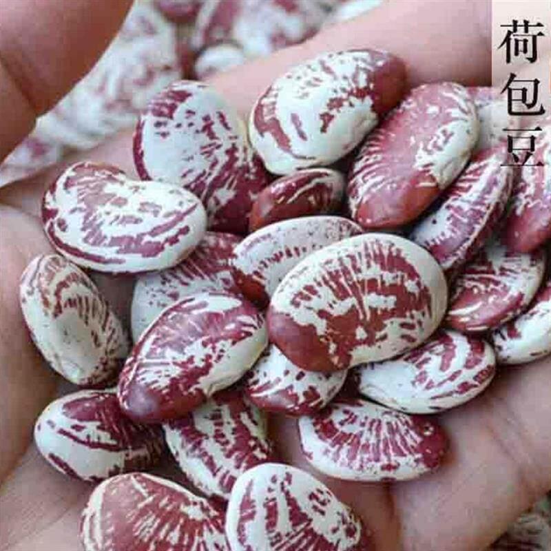 现货花豆种子荷包豆种春夏季皇帝豆肾豆老虎豆富贵豆招财豆花芸豆菜种Flower bean seeds, pocket beans, spring/summer emperor beans, kidney