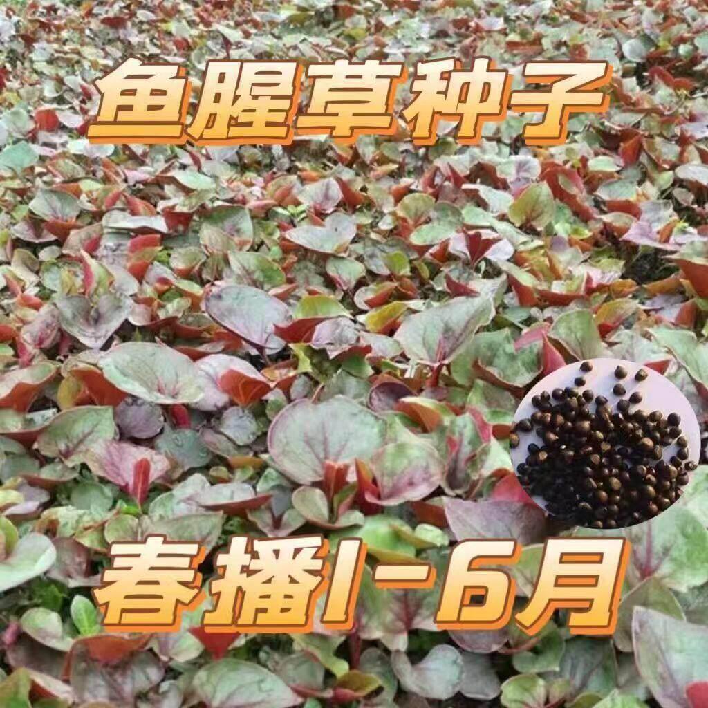 现货热卖鱼腥草种子春播1-6月开花家庭园艺阳台盆栽易种植物种子Houttuynia cordata Thunb seeds spring sowing January-June flowering f