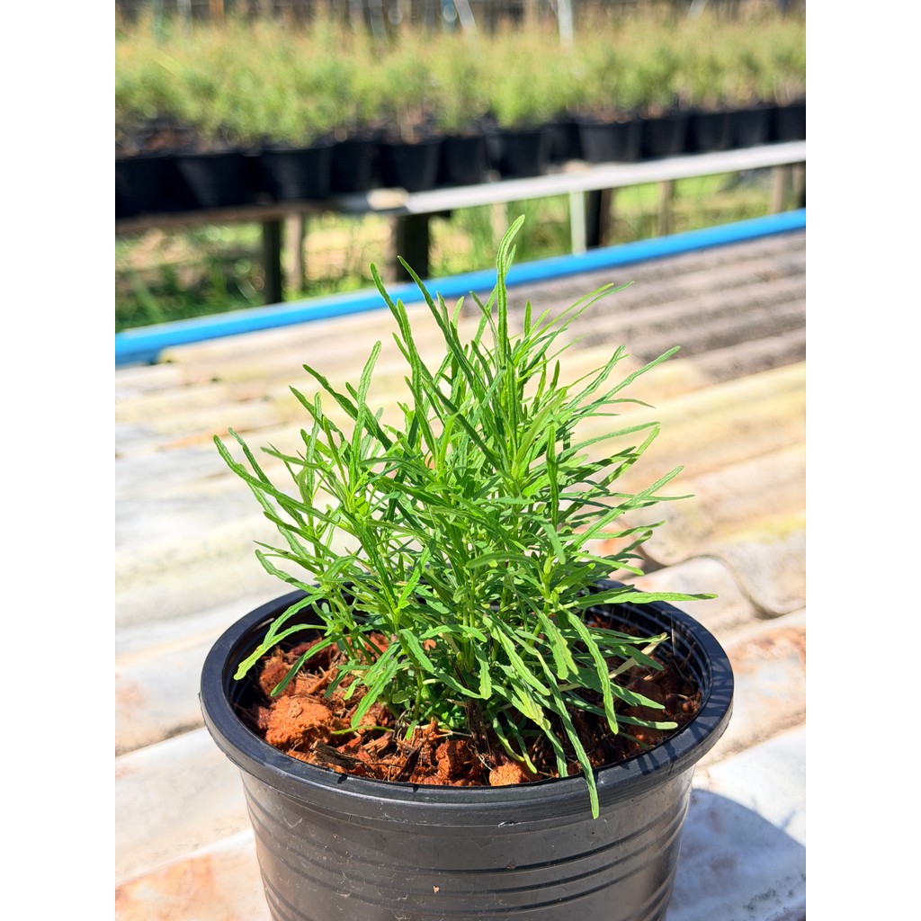 มุมมอง 4