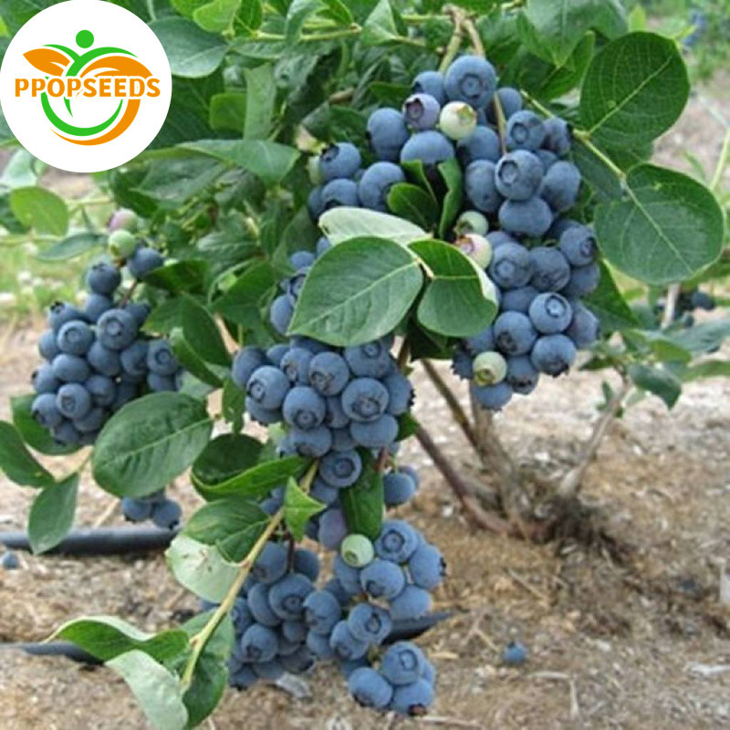 20pcsBlueberry Seeds for Planting Fruits Organic Fresh Fruit Seeds Dwarf Fruit Tree Plants Seed Balcony Potte-PPOP SEEDS – โปรปัง