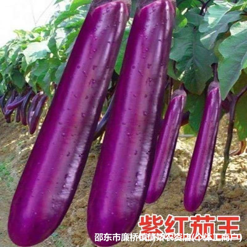 现货热卖紫长茄种子大全紫红长茄王线茄子蔬菜种籽孑原装种子大全Complete Collection of Purple Long Eggplant Seeds: Purple-Red Long Egg