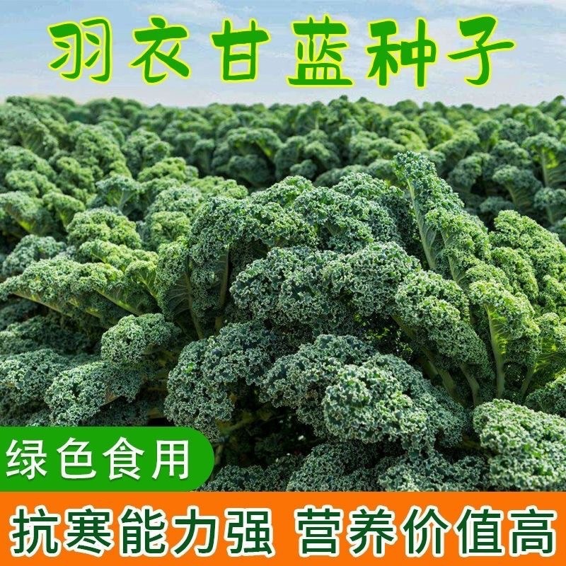现货热卖羽衣甘蓝种子羽叶甘蓝种子阳台盆栽大田易种四季可播耐寒蔬菜种子Kale seeds, frilly kale seeds, balcony pot20260405