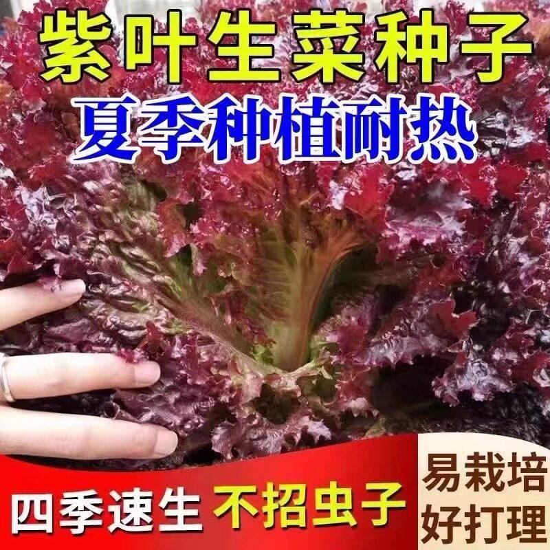 *现货*罗莎紫生菜种子紫色蔬菜生菜种籽四季阳台春夏季生菜种孑生吃水培Rosa Purple Lettuce Seeds, Purple Vegetable Lettuce Seeds20260408
