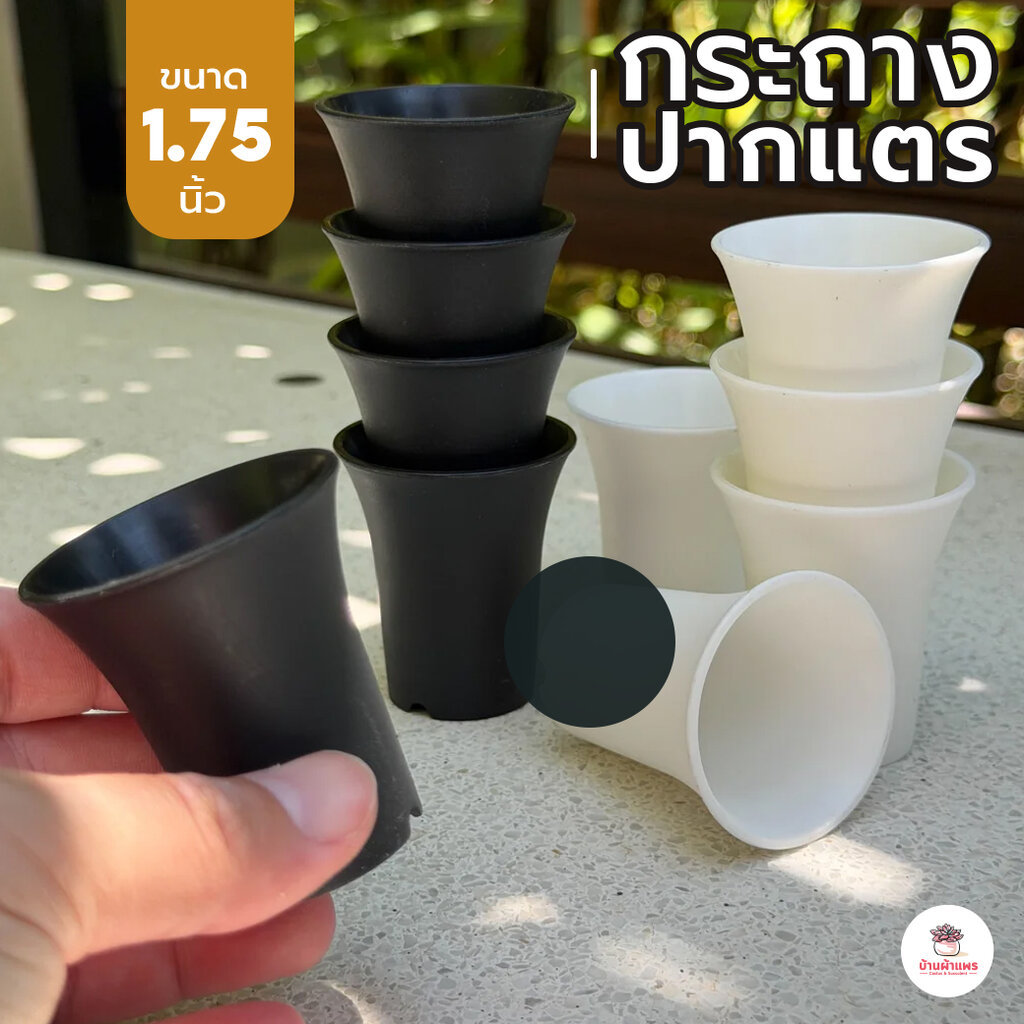 กระถางปากแตร 1.75 นิ้ว [ #W00 ] กระถางพลาสติก แคคตัส กระบองเพชร ไม้อวบน้ำ Cactus&Succulent