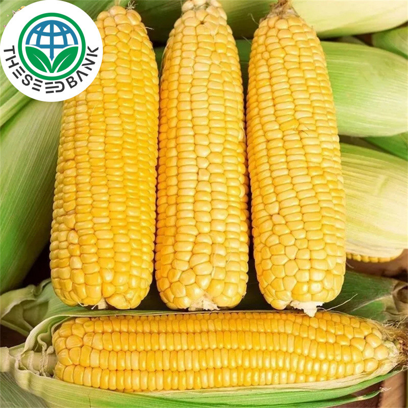 10 เมล็ด ข้าวโพดหวานcorn seeds for planting การงอกอย่างรวดเร็ว เมล็ดพันธุ์คุณภาพดี - Seed Bank