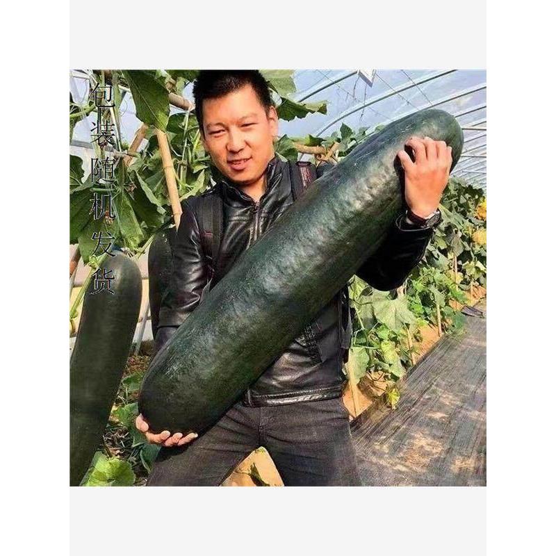 现货热卖早熟四季播种不搭架大黑皮冬瓜种满地爬瓜高产田园蔬菜Early-maturing, four-season sowing, vineless large black-skinned winter