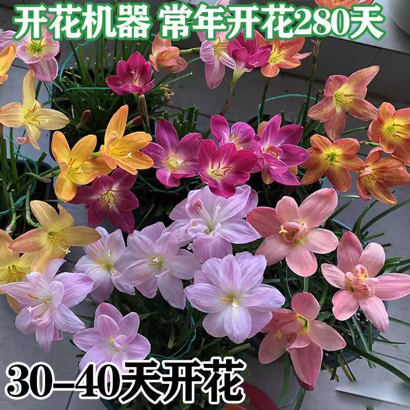 พร้อมสต็อกการจัดส่งที่รวดเร็ว Fengyu Orchid Plant หัวหอมกล้วยไม้พืชกระถาง Ball Root ดอกไม้พืช Leek L