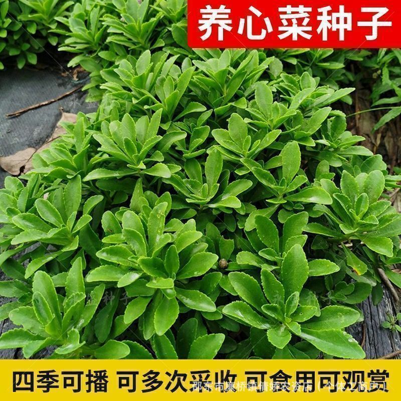 现货热卖养心菜种子四季救心菜四季菜种籽高钙根种菜籽盆栽四季蔬菜种籽子Heart-nourishing vegetable seeds, four-season heart-nourishing veg