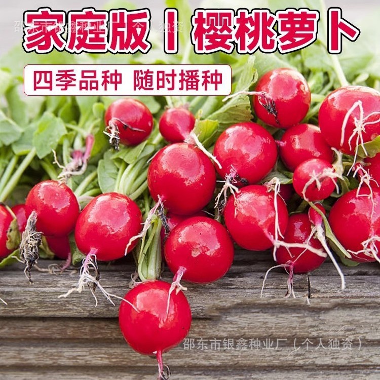 *现货*红樱桃萝卜种子水果萝卜种籽原装四季蔬菜萝卜种子大全菜种子批发Red Cherry Radish Seeds, Fruit Radish Seeds, Original Packaging202