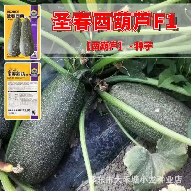 *现货*圣春西葫芦F1种子早熟西葫瓜种子春秋四季庭院农家蔬菜种子大全Shengchun Zucchini F1 Seeds, Early-Maturing Zucchini Seeds20260412