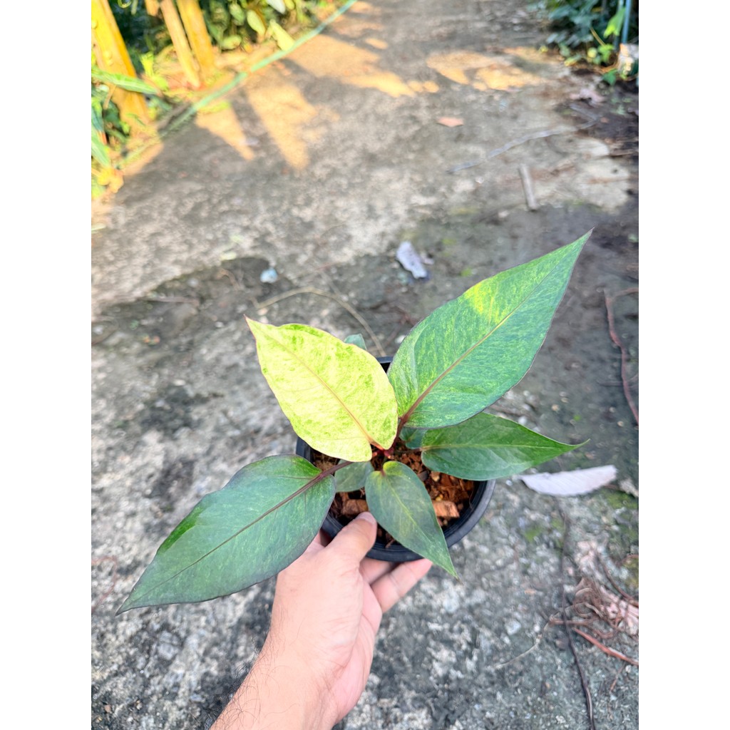 มุมมอง 5