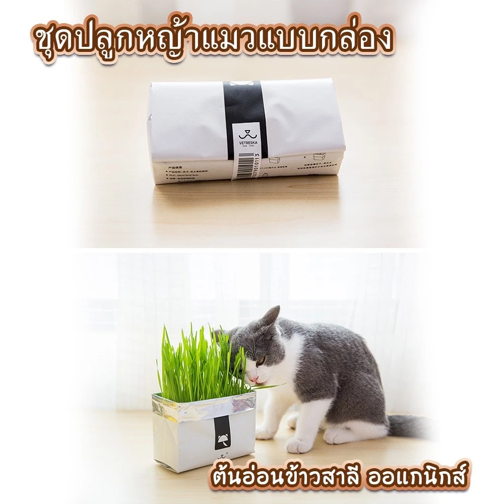 YTLหญ้าแมว ชุดปลูกหญ้าแมว สินค้าครบชุดพร้อมปลูกทันที ต้นอ่อนข้าวสาลี หญ้าเเมว สำหรับสัตว์เลี้ยง ขนมแ thumbnail 4