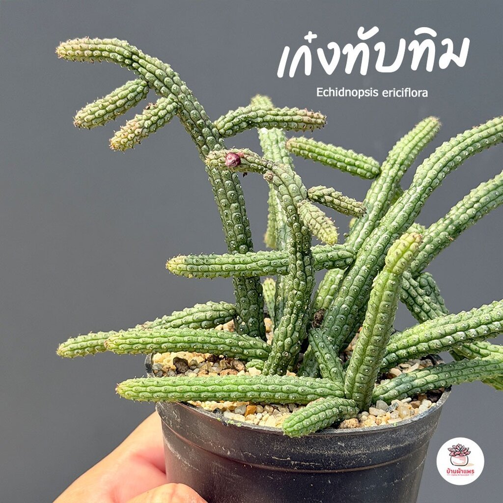 เก๋งจีน เก๋งทับทิม Echidnopsis ericiflora แคคตัส กระบองเพชร cactus&succulent