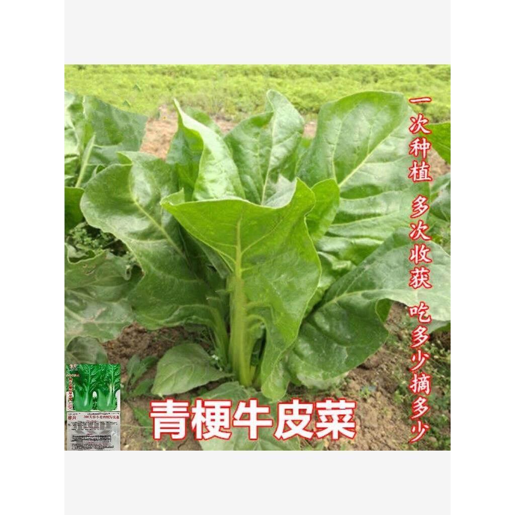 现货热卖牛皮菜种子大叶田菜种子厚皮菜甜菜根达菜籽秋冬高产蔬菜种子大全Kale seeds, large-leaf field mustard seeds, thick-skinned sweet mu