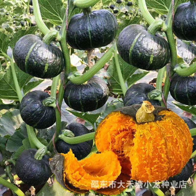 *现货*绿贝贝南瓜种子板栗小南瓜种籽新品种甜香糯高产早熟春秋蔬菜种子Green Beibei pumpkin seeds, chestnut-type mini pumpkin seeds, new2