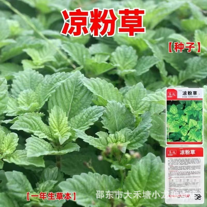 现货热卖凉粉草种子神仙草种子仙人草种子仙草种子仙人冻种子阳台盆栽种植Grass jelly seeds, fairy grass seeds, immortelle seeds20260415