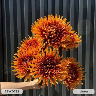 สไปเดอร์ก้านยาว 7 ก้าน 7 ดอก ช่อยาว 70 cm. หน้าดอก 18 cm.
