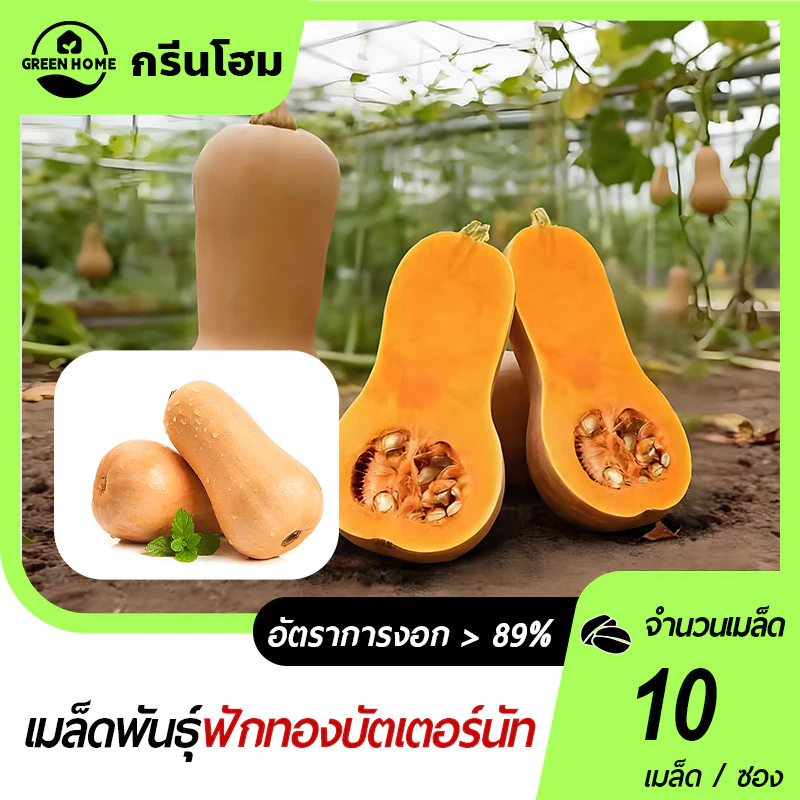 ฟักทองอาร์เจนตินา🎯เมล็ดฟักทองบัตเตอร์นัท 10 เมล็ด🍀ปลูกง่าย📌รสหวาน🧀มัน👍อร่อยมาก☘️ลูกดก