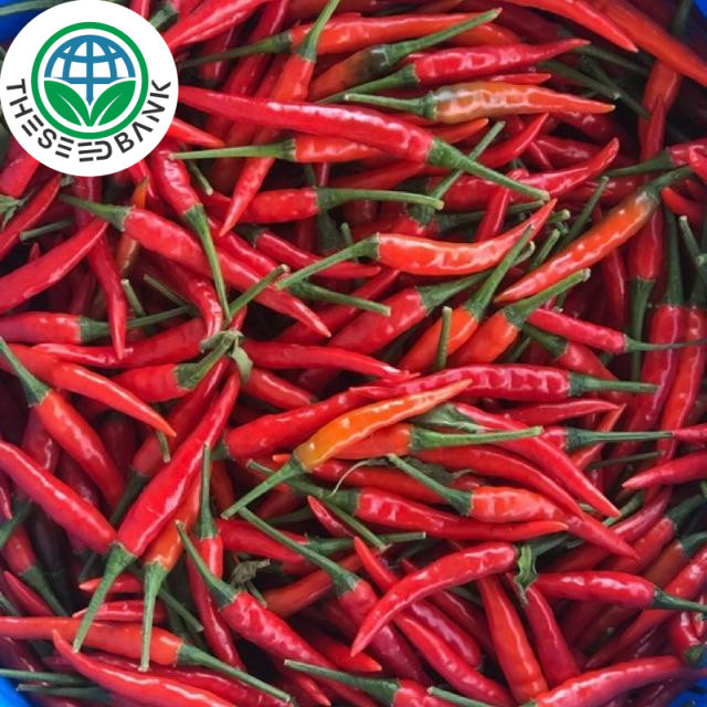hot pepper chilli  seeds, about 100 chia seeds, chia seeds, seeds, vegetables, seeds, vegetables, ga