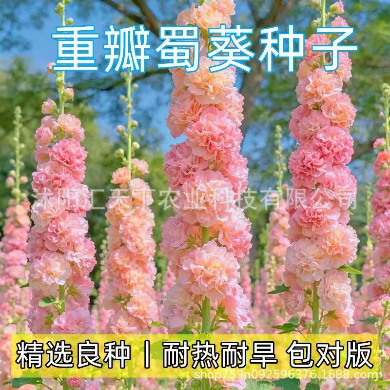Double-Petaled Hollyhock Seeds Chate Series ฤดูใบไม้ผลิฤดูใบไม้ร่วงสวนกลางแจ้ง Easy-to-Sow ปลูกรากปี