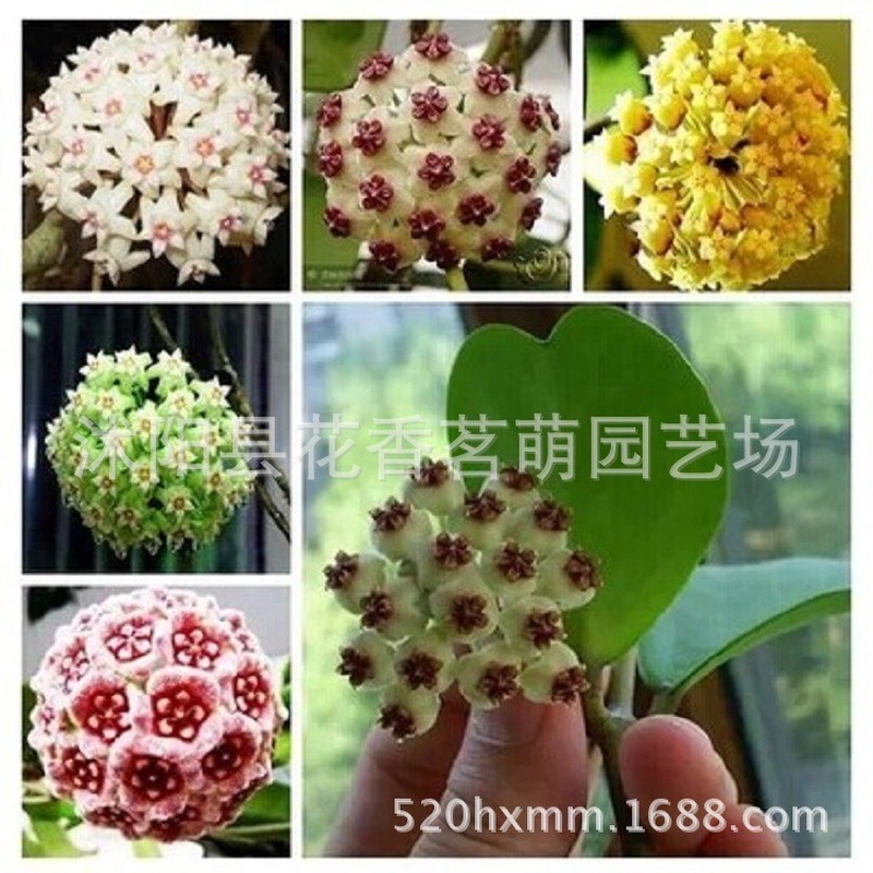 Ball Orchid Seeds Rock Climbing Orchid Flower Seeds Ball-Shaped Chlorophyll Evergreen Golden Snowbal
