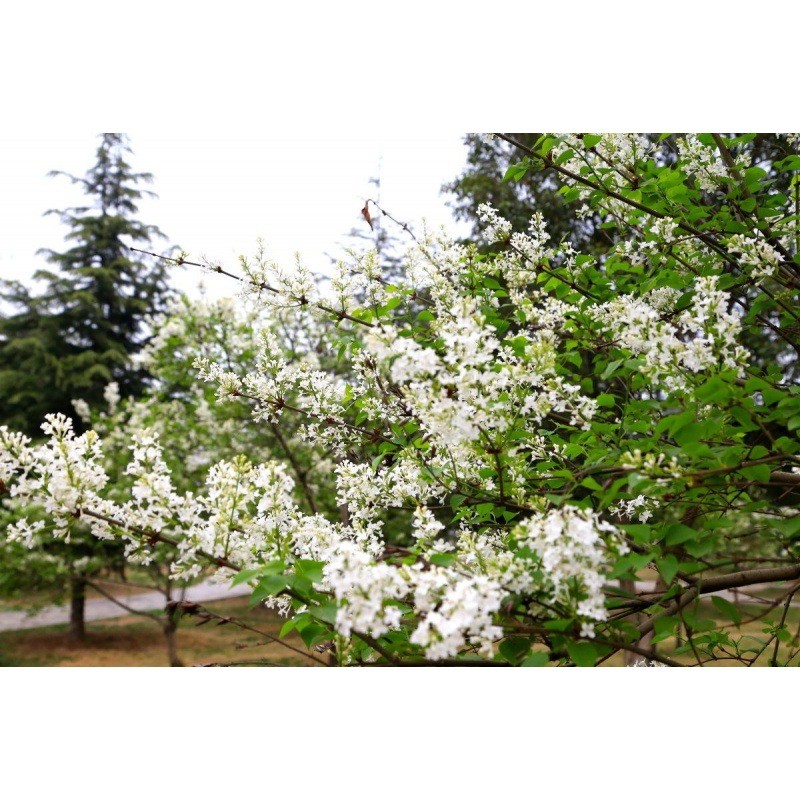 พร้อมสต็อกจัดส่งที่รวดเร็ว ins ใหม่หยิบ Bush Seed White Clove Lotus Clove Amuel Clove Four Seasons B