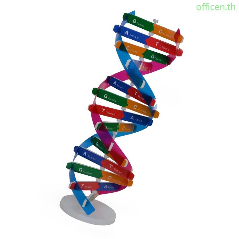 Cen Educational DNA Double Turn Model Paper Craft สําหรับการสอนชีววิทยาและการเรียนรู้ส่วนร่วม