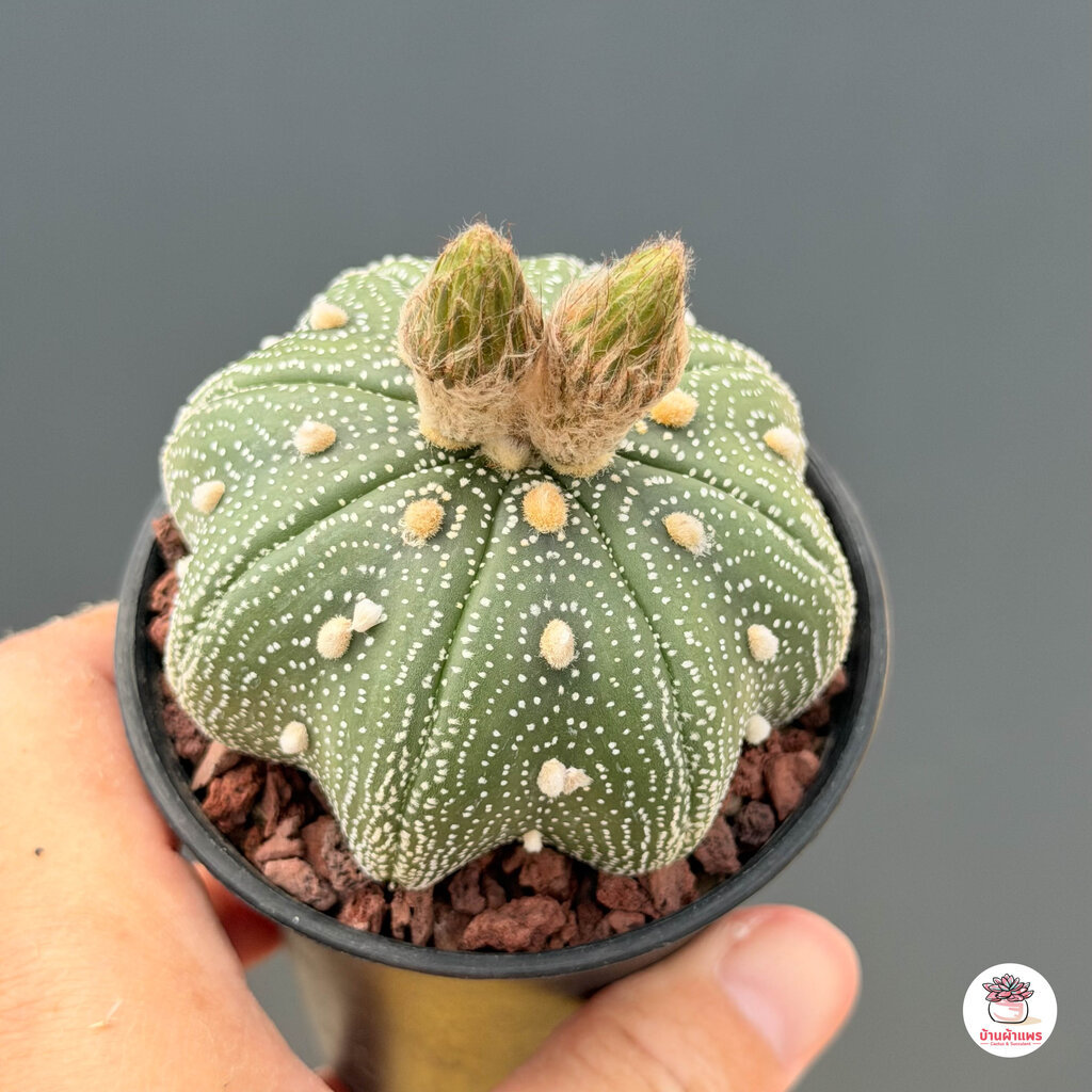 แอสโตรไฟตัม ทรงปลาดาว Astrophytum แคคตัส กระบองเพชร รูปที่ 2
