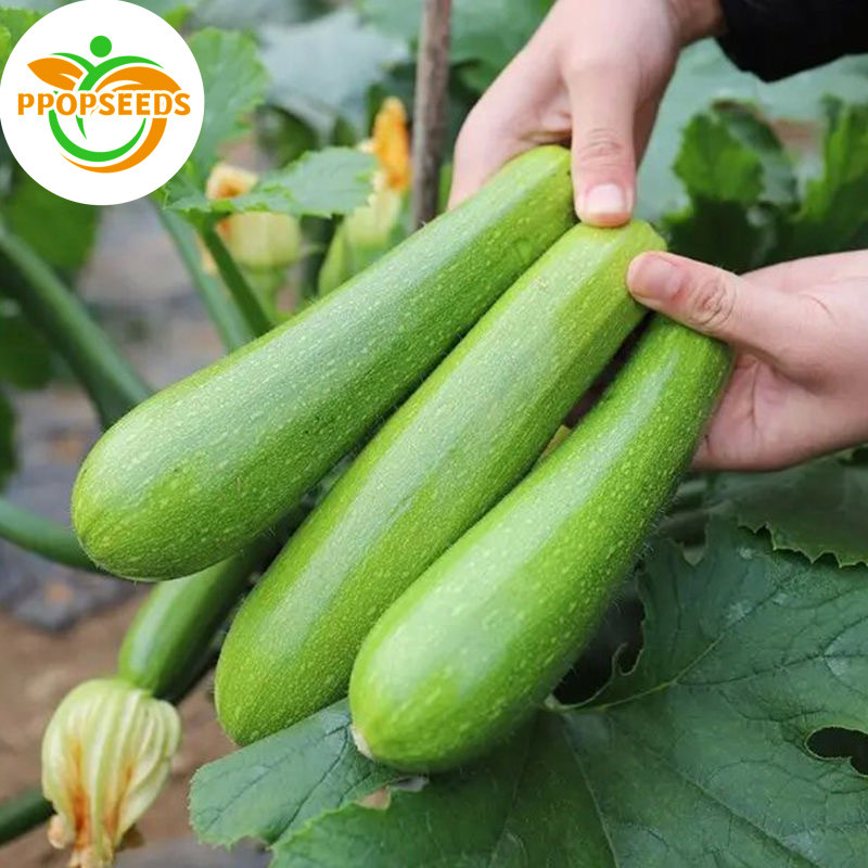 ซูกินี zucchini Seeds 8 เมล็ด  เมล็ดพันธุ์ เมล็ดนำเข้า F1 Seeds easy to grow-PPOP SEEDS