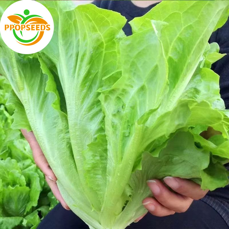Italian lettuce seeds, about 600 Italian lettuce seeds, vegetable seeds, vegetable seeds, garden, ki