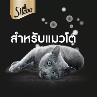 [40 ฟรี 8] SHEBA ชีบา อาหารเปียกแมวแบบซอง แมวโต ลูกแมว เลือกรสชาติได้ 70ก.