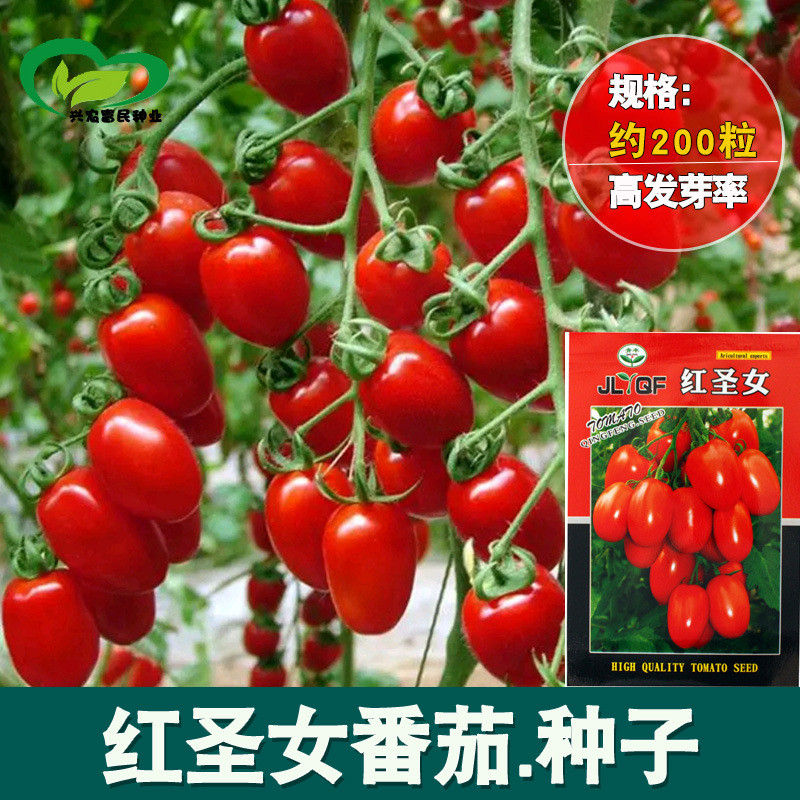 现货小番茄圣女果种子 家庭菜园肉厚水果椭圆小西红柿种子 蔬菜种子Cherry tomato (San Nu Guo) seeds for home gardens; thick-fleshed.202