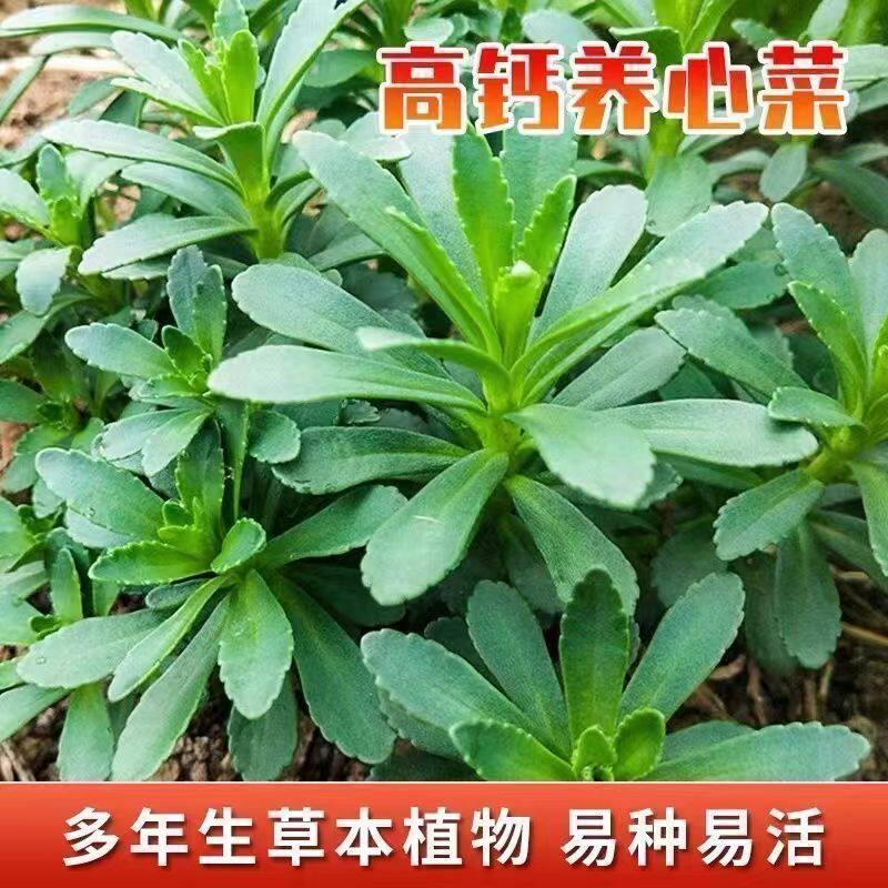 现货热卖四季高钙养心菜种子四季救心菜种子救心菜三七费菜多年生蔬菜种子Four-season high-calcium heart-nourishing vegetable seeds; four-se