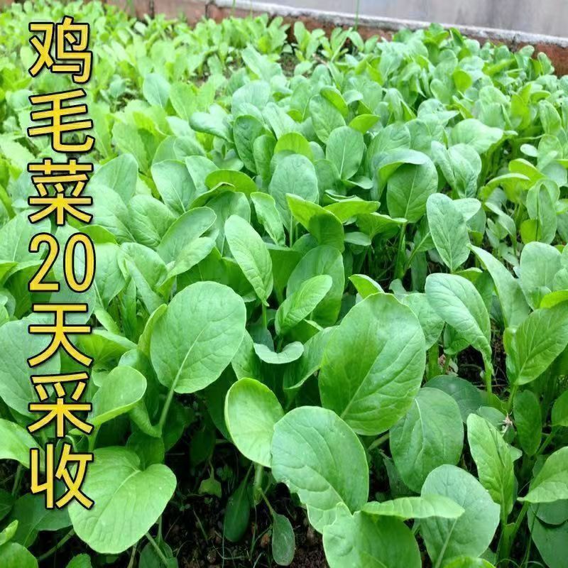 现货热卖鸡毛菜种子18天速生鸡毛菜籽种子四季播盆栽有菜种子Baby bok choy seeds, 18-day fast-growing baby bok choy seeds20260405