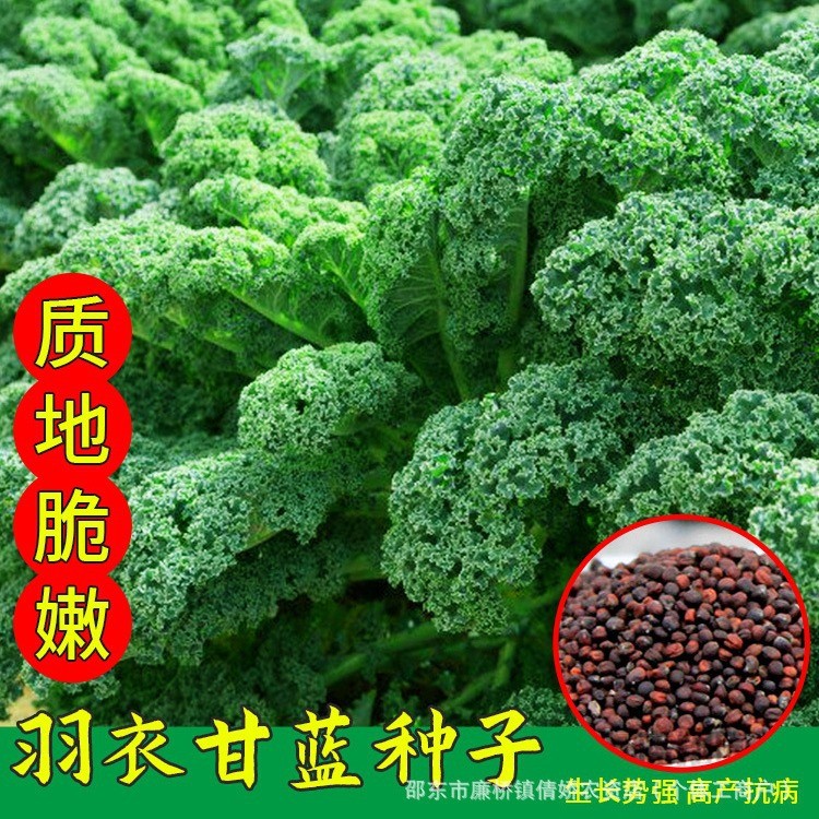 现货热卖羽衣甘蓝种子羽叶甘蓝种子阳台盆栽大田易种四季可播耐寒蔬菜种子Kale seeds, frilly kale seeds, balcony pot20260403