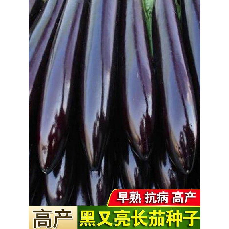 *现货*黑又亮黑长茄种子特长茄子种籽四季蔬菜种子Black and glossy black long eggplant seeds, extra-long eggplant seeds, four.