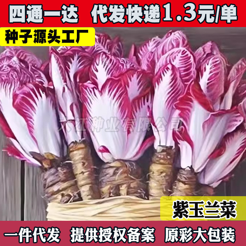 现货紫玉兰菜种子金玉兰菜种籽子孑软化菊苣根阳台蔬菜苗秧苗四季耐寒Purple magnolia vegetable seeds, golden magnolia vegetable seeds, so