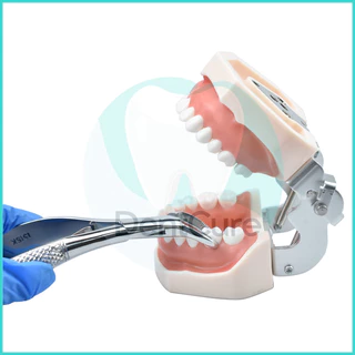 Dental Extraction Forcep ชุดอุปกรณ์คีมถอนฟันเด็ก สแตนเลสคุณภาพสูง สำหรับใช้ในคลินิกทันตกรรม