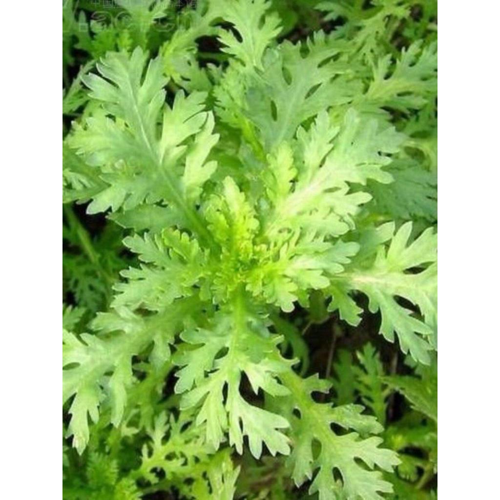现货热卖中叶茼蒿种子种籽皇帝菜光杆菜种菊花四季籽种冬季青菜蔬菜孑菜籽Mid-season garland chrysanthemum seeds, emperor vegetable, stemles
