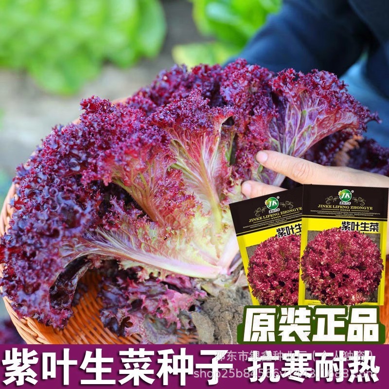 *现货*紫叶生菜种子紫红生菜种籽沙拉菜原装四季蔬菜种子大全菜种子批发Purple leaf lettuce seeds, purplish-red lettuce seeds, salad green