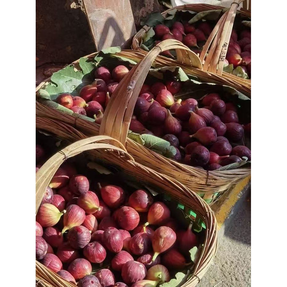 【สวนมะเดื่อฝรั่งในบ้าน】เมล็ดพันธุ์มะเดื่อฝรั่งแท้ 600 เมล็ด | ปลูกง่าย ให้ผลหวาน อุดมสารอาหาร เก็บกินได้ทั้งปี - รูปที่ 3