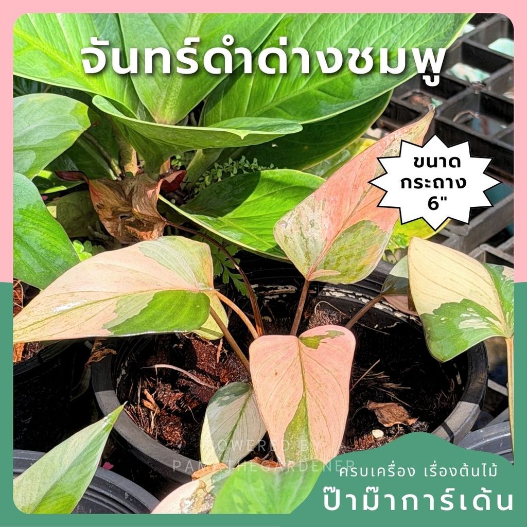 สเน่ห์จันทร์ดำด่างชมพู กระถาง 6 นิ้ว – Pink Variegated Black ZZ Plant