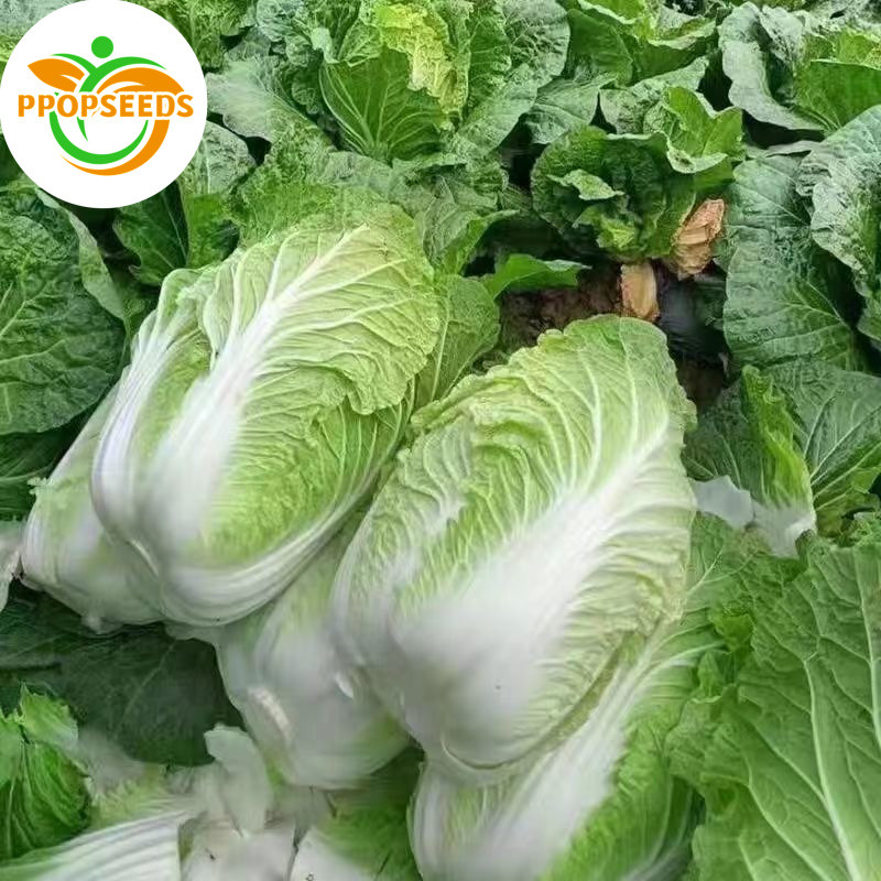 เมล็ดพันธุ์ ผักกาดขาวปลี Chinese Cabbage Seeds 200เมล็ด/แพ็ค ของแท้ 100% ปลูกง่าย  Organic Vegetable Seeds fo-PPOP SEEDS