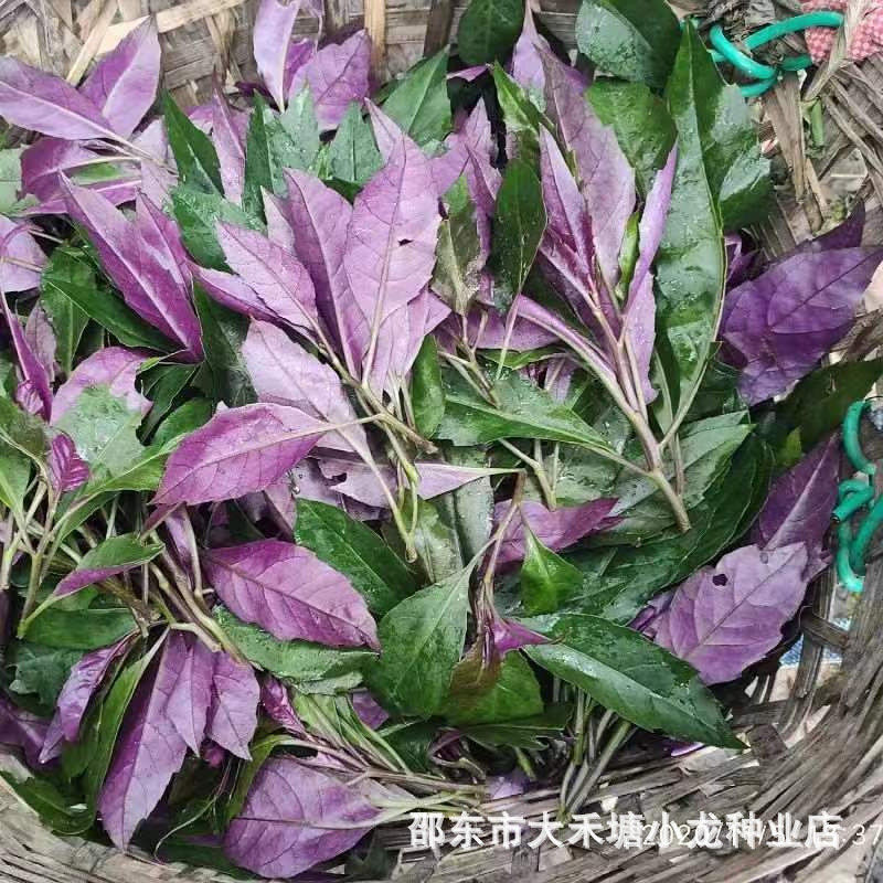 现货紫背菜种子观音菜蔬菜种子红背菜天魁阳台盆栽特色蔬菜种子籽Purple-backed lettuce seeds, Guanyin lettuce vegetable seeds, red-back