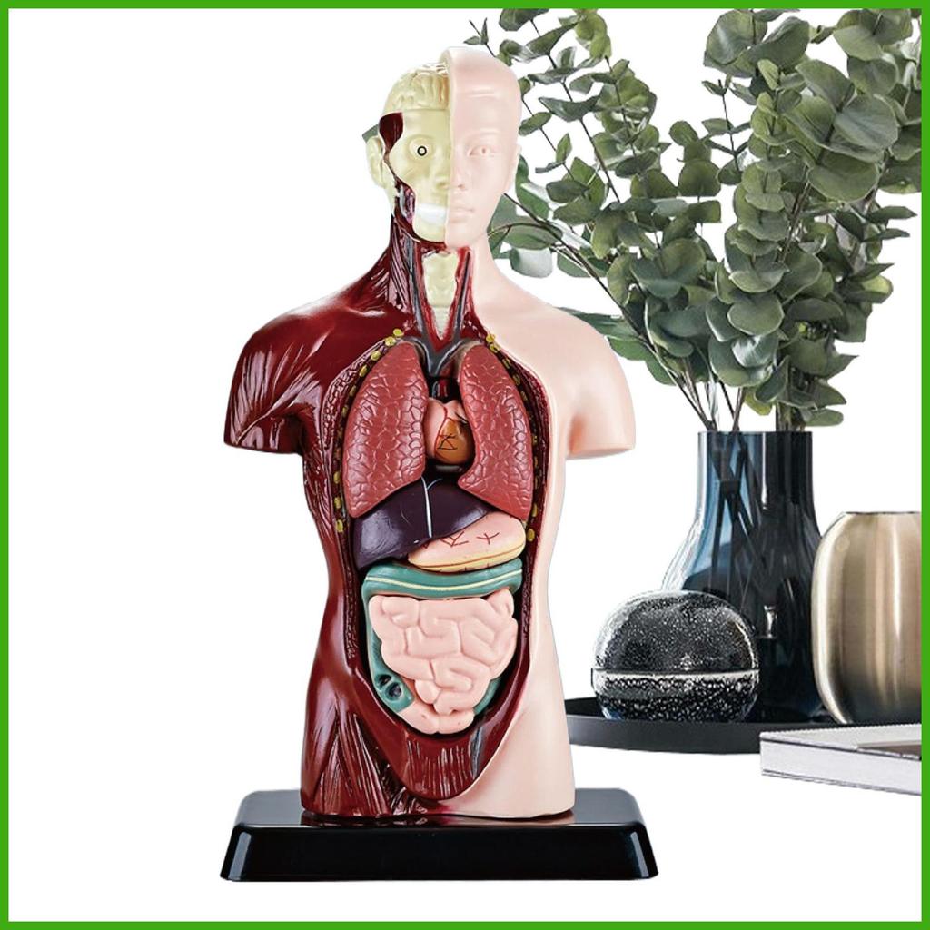 Anatomy สําหรับเด็กที่แม่นยําวิทยาศาสตร์การศึกษาของเล่นเด็ก Anatomy ของเล่น Human Body รุ่นสําหรับชา